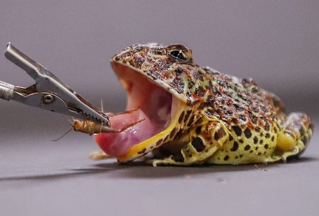 Argentine Horned Frog Uses Tongue Catch Editorial Stock Photo - Stock