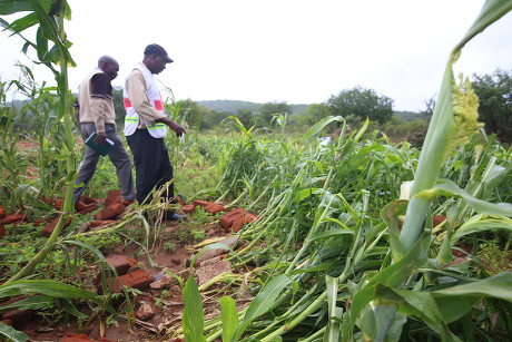 Maize Crop That Destroyed By Heavy Editorial Stock Photo Stock Image