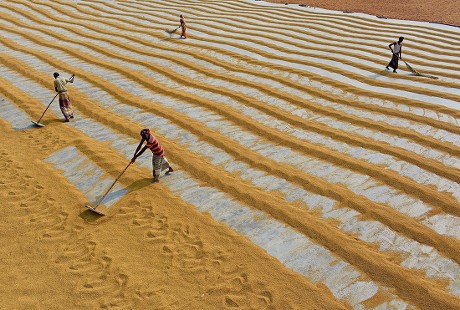 Rice harvest in Bogra Sherpur, Bangladesh - Feb 2017 Stock Pictures ...