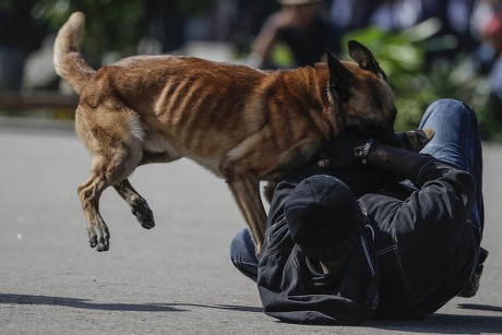 Dog K9 Unit Royal Malaysian Police Editorial Stock Photo - Stock Image