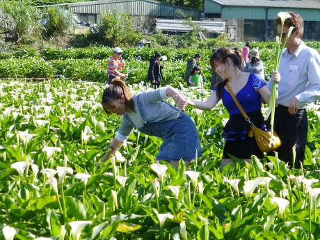 Tourist pick Calla lilies during the 2017 Calla Lily Festival on Yangmingshan hill in Taipei, Taiwan, 03 April 2017. Calla lily is called Hai Yu in Taiwan and Ma Ti Lian in China. A graceful plant with usually a white flower, Calla lily grows in a field with shallow water and is often sold as cut flower or potted flower.