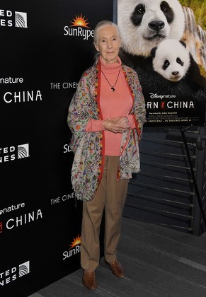 Jane Goodall Editorial Stock Photo - Stock Image | Shutterstock
