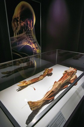 Real Bodies Largest Exhibition Featuring 40 Editorial Stock Photo ...