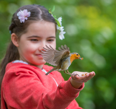 Friendly Robin feeds from the hand of 8 Year old Emily Rose, Royal Victoria Park, Bath, UK - 17 Apr 2017