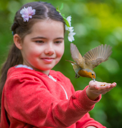 Friendly Robin feeds from the hand of 8 Year old Emily Rose, Royal Victoria Park, Bath, UK - 17 Apr 2017