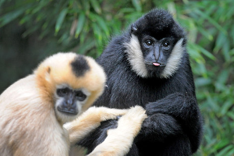 Lilian One Two Whitecheeked Gibbons Perth Editorial Stock Photo - Stock ...