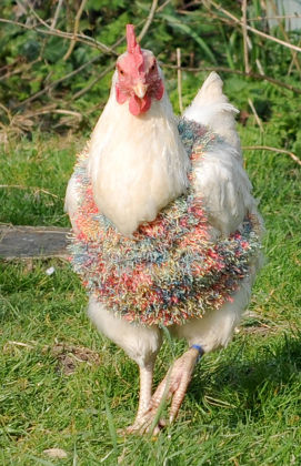 Chicken Jumper Editorial Stock Photo 