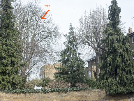 The Tree To The Left In Peter Stanley's Garden In Torriano Ave Which Has Caused A Dispute With Neighbours Diana Quick And Bill Nighy. Miss Quick Claims That The Roots Are Causing Their Property To Crack Causing Serious Structural Damage. Picture Dav
