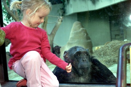 Denmark-monkey-inheritance - Aug 2000