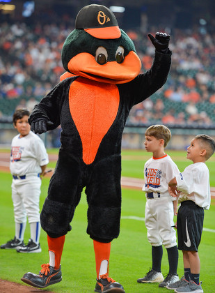 Houston, Texas, USA. 28th May, 2017. Orbit celebrates his birthday with  fans and mascot friends before the MLB baseball game between the Baltimore  Orioles and the Houston Astros at Minute Maid Park