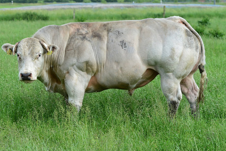 Beef Cattle Belgian Blue Editorial Stock Photo - Stock Image | Shutterstock