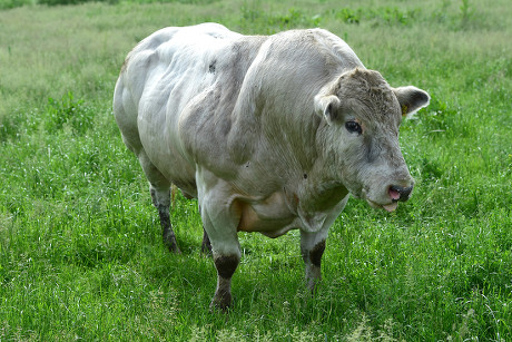 Beef Cattle Belgian Blue Editorial Stock Photo - Stock Image | Shutterstock