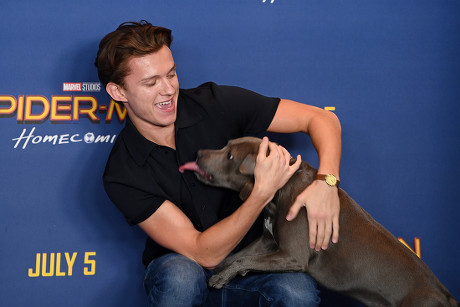 Tom Holland Dog Tessa Editorial Stock Photo - Stock Image | Shutterstock
