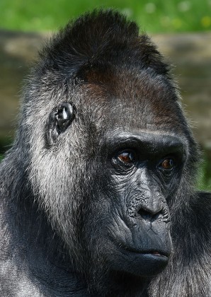 Europes Oldest Gorilla Fatou Berlin Zoo Editorial Stock Photo - Stock ...