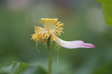 Lotus on sale flower pod