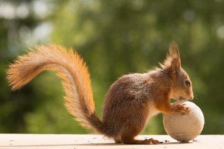 squirrel tennis ball