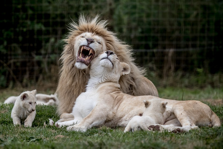 white mom lion