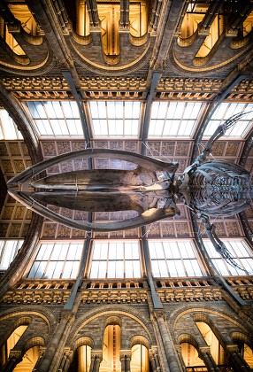 Natural History Museum London Unveils Hope Editorial Stock Photo