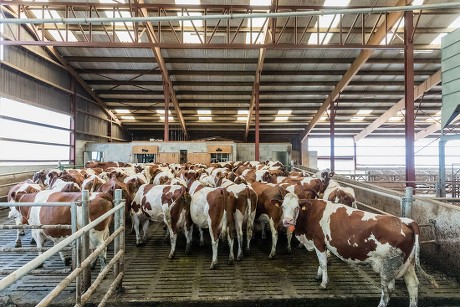 Cows Being Milked Dairy Farm Editorial Stock Photo - Stock Image ...