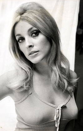 Sharon Tate Actress Died August 1969 Editorial Stock Photo - Stock Image |  Shutterstock