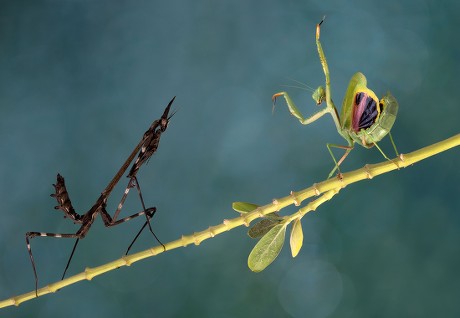 Two Preying Mantis Fighting Editorial Stock Photo - Stock Image ...