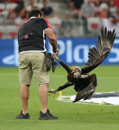 Nice Eagle Mascot Appears Be Treated Editorial Stock Photo - Stock Image |  Shutterstock