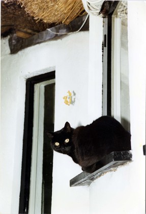 Eileen The Cat At Honeypot Cottage By The Thames At Wraysbury. She Was One Of Eight Cats Belonging To Actress Beryl Reid (1920-1996).