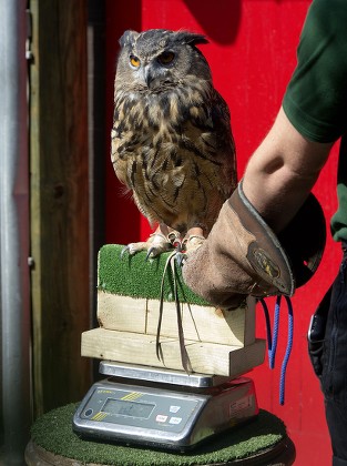 Max Eagle Owl Gets Weighed London Editorial Stock Photo - Stock Image ...