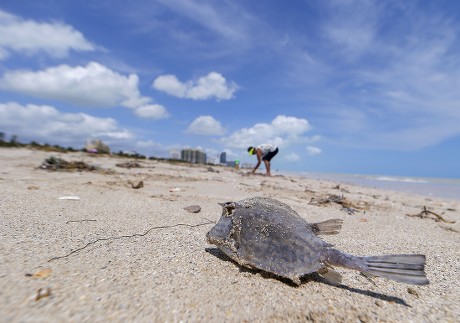 Deceased Fish Deposited On Shore After Editorial Stock Photo - Stock ...