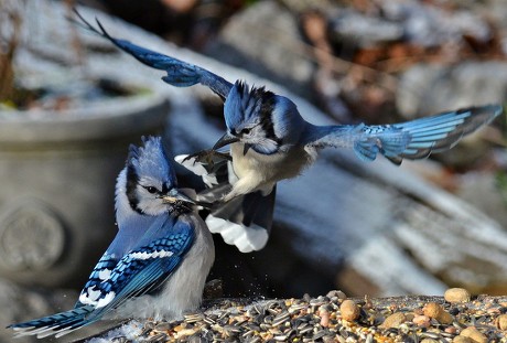 Blue Jays Fighting Editorial Stock Photo - Stock Image | Shutterstock