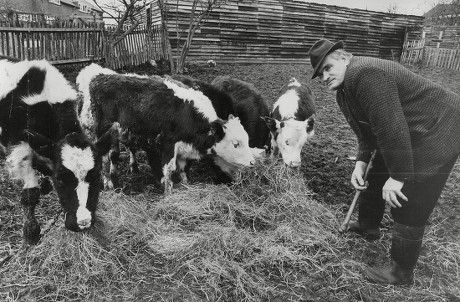 Farmer John Byrne Who Keeps A Herd Of Ten Cattle And A Pony At The Bottom Of His Garden A Council Home In Pinner Middlesex. He Is Facing Eviction From His Home Because Of A Redevelopment Scheme. Box 737 310031712 A.jpg.