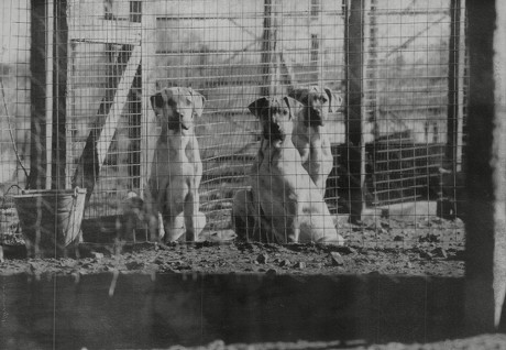 Johnson kennels hotsell