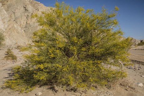 8 Parkinsonia Stock Pictures, Editorial Images and Stock Photos ...