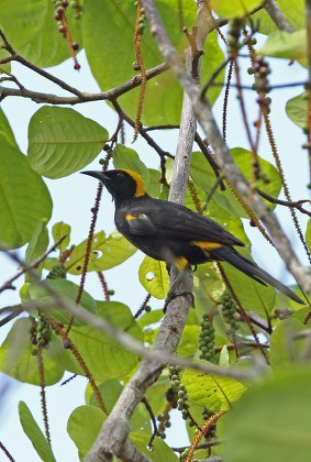 Epaulet Oriole Icterus Cayanensis Adult Perched Editorial Stock Photo ...