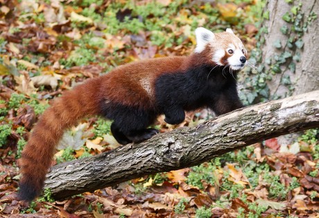 Red Panda Known Lesser Panda Ailurus Editorial Stock Photo - Stock ...