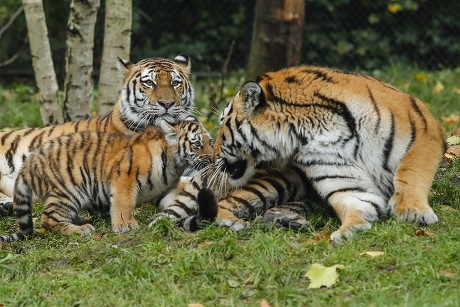 Hamburg, Germany. 26th Oct, 2017. Tiger cubs with their father Yasha in an  enclosure in the