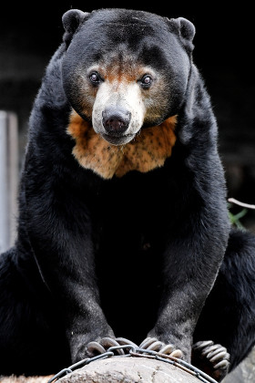 86 Malayan sun bear Stock Pictures, Editorial Images and Stock Photos ...