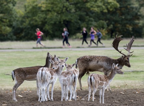 Harry Mount Joins A Group Of Enthusiasts On A 'deer At Dawn' Walk At Knole House In Kent To Observe The Deer During The Rutting Season. Picture David Parker 19/10/2016.