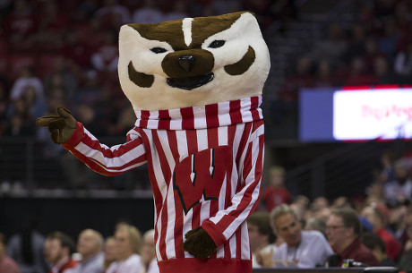 Bucky Badger Entertains Crowd During Ncaa Editorial Stock Photo - Stock ...