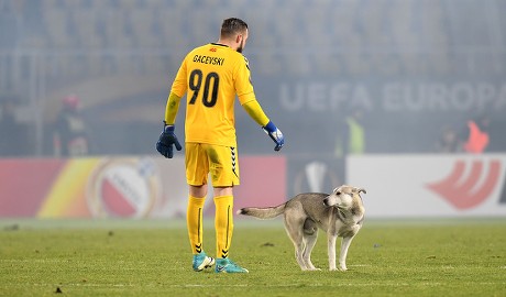 Goalkeeper Filip Gachevski Chasing Dog Editorial Photo Stock Image Shutterstock