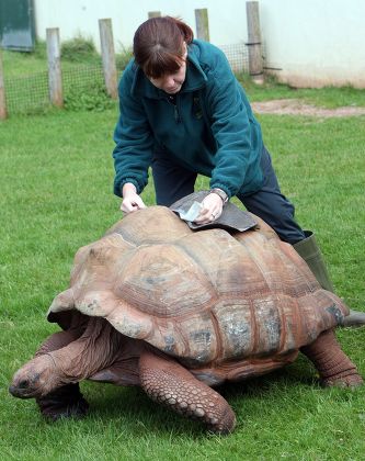 Head Vet Ghislaine Sayers Attaches Fibreglass Editorial Stock Photo ...