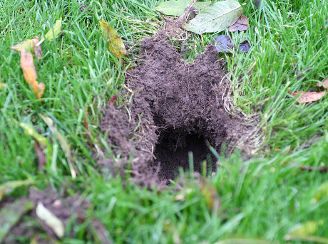 Louise Chapman Lady Mole Catcher Photographed Editorial Stock Photo ...