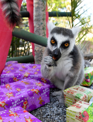 __COUNT__ Melbourne zoo animals receive Christmas gifts, Australia - 22