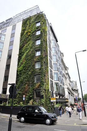 UK's tallest living wall  Athenaeum hotel, London, Britain  - 25 May 2009