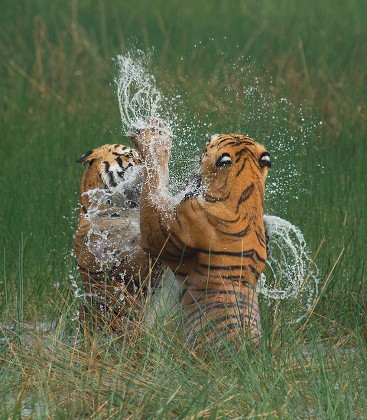 Tiger cubs play fighting. The play fights play a profound role in  eventually developing their hunting skills. Tadoba, Maharashtra. #tiger…