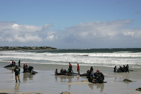 51 Rescue fail Stock Pictures, Editorial Images and Stock Photos ...