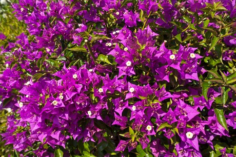 21 Bougainvillea glabra Stock Pictures, Editorial Images and Stock ...