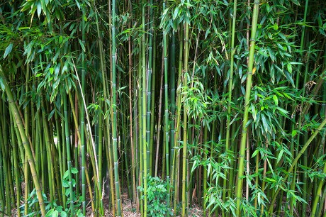 250 Bamboo grove Stock Pictures, Editorial Images and Stock Photos ...