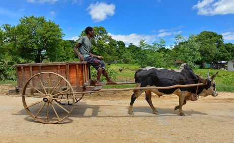 90 Cattle carts Stock Pictures, Editorial Images and Stock Photos ...