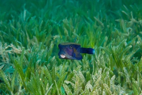 Baby Bluetail Trunkfish Ostracion Cyanurus Swims Editorial Stock Photo